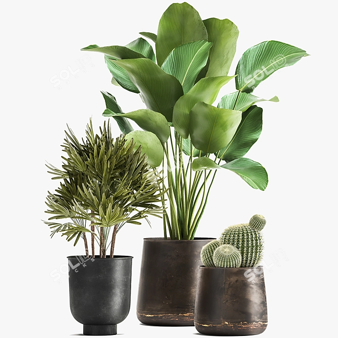 Tropical Plant Collection: Reclaimed Iron Pot, Exotics & Calathea 3D model image 3