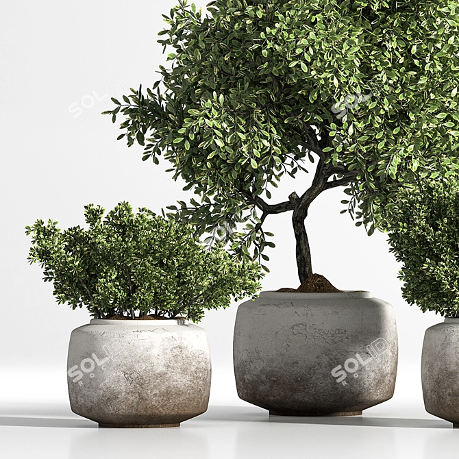 Elegant Indoor Plant Set 3D model image 2