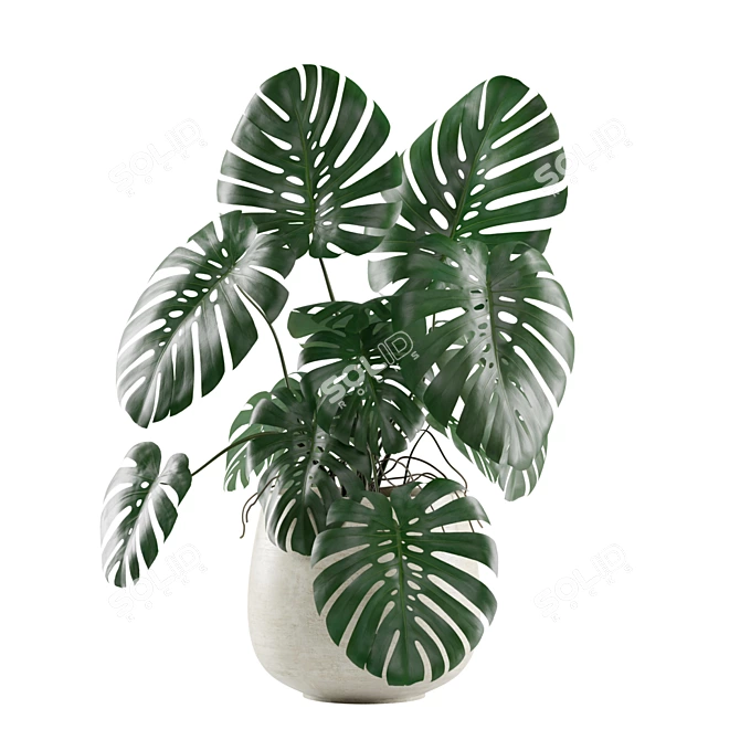 Tropical Vibes: Monstera Deliciosa 3D model image 3