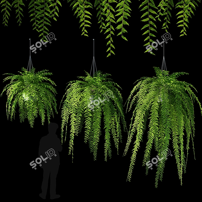 3D Hanging Fern - V-Ray Material, OBJ Format, 9 Textures, 3 Plant Varieties 3D model image 1