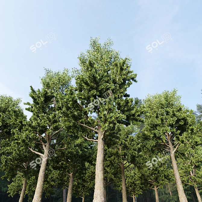 Tall Pine Tree - TwoTree Corona 3D model image 2