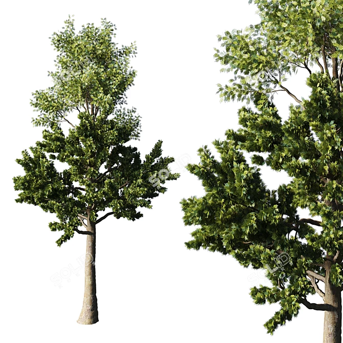 Tall Pine Tree - TwoTree Corona 3D model image 3