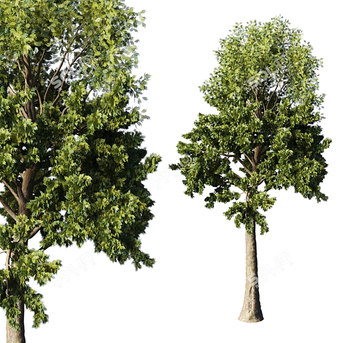 Tall Pine Tree - TwoTree Corona 3D model image 4