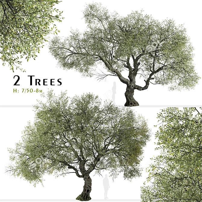 Golden Cup Oak Tree Set (2 Trees) 3D model image 1