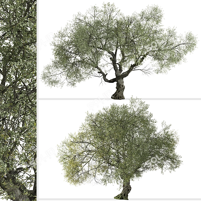 Golden Cup Oak Tree Set (2 Trees) 3D model image 3