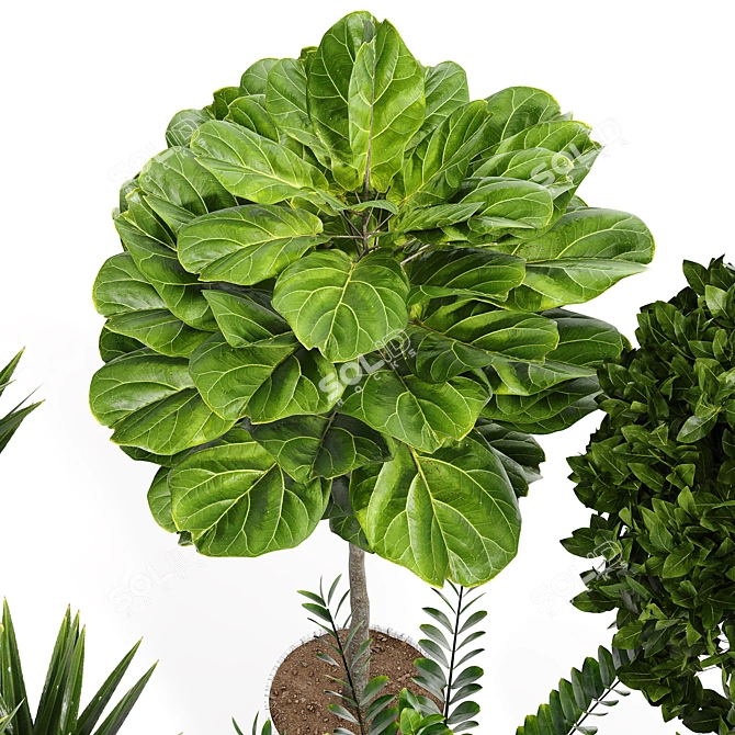 14-Piece Indoor Plant Collection: Variety and Elegance 3D model image 3