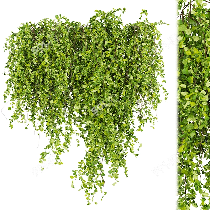 Greenery Collection - Outdoor Bush 3D model image 5