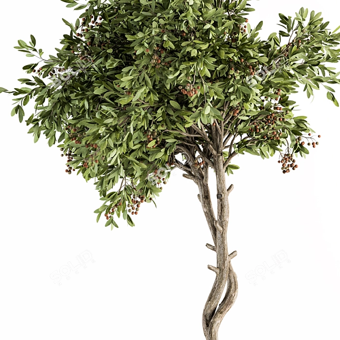 Fruitful Pot: Outdoor Tree Set 3D model image 5