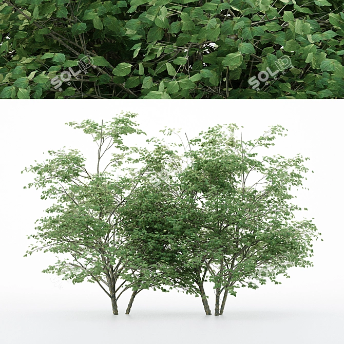 Diverse Kousa Dogwood Trees 3D model image 1