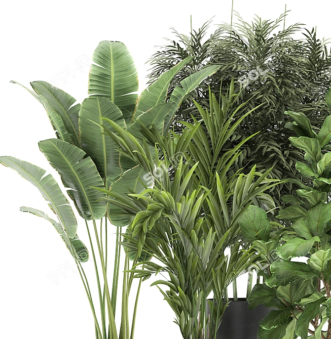 TropiPalm Plant Collection 3D model image 3