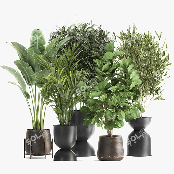 TropiPalm Plant Collection 3D model image 4