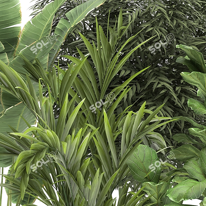 TropiPalm Plant Collection 3D model image 5