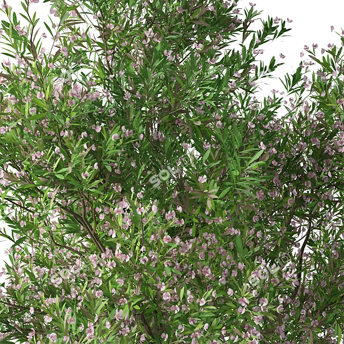 Blooming Nerium Oleander Duo 3D model image 3