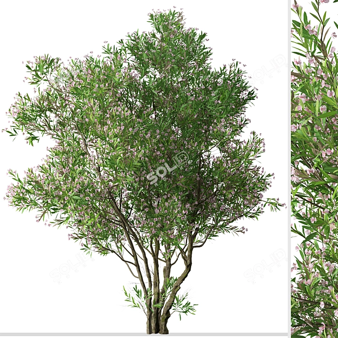 Blooming Nerium Oleander Duo 3D model image 4