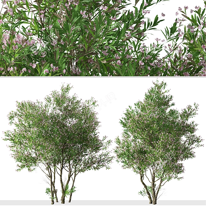 Blooming Nerium Oleander Duo 3D model image 6