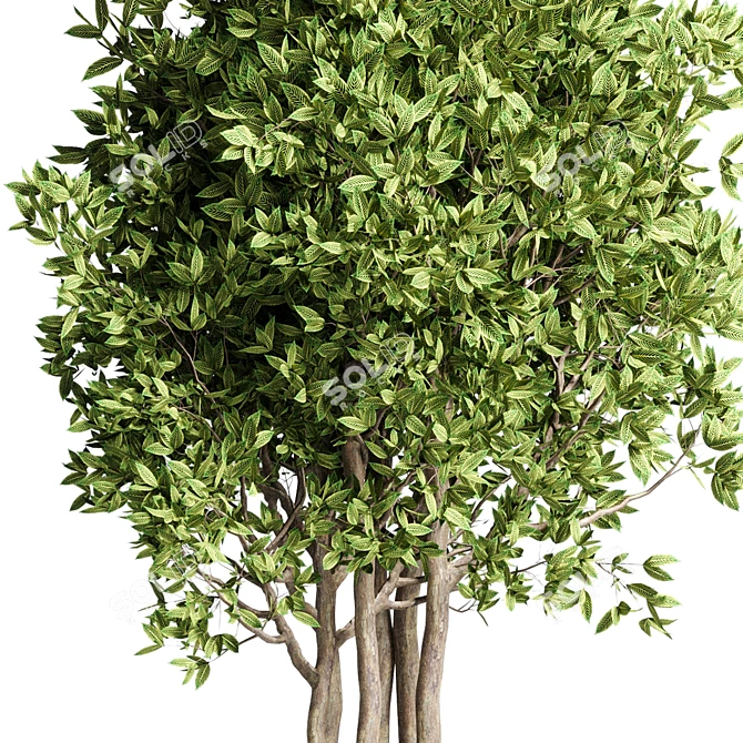 Handmade Pottery Ficus Benjamin Tree: Indoor Plant Collection 3D model image 3