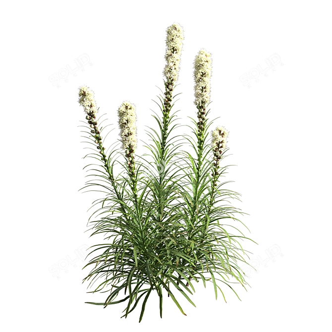 Exquisite Liatris Spicata Floral Beauty 3D model image 4