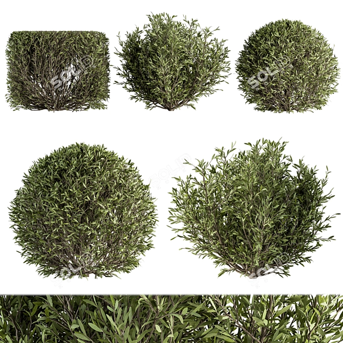 Nature's Shape Bush Set - Cube and Circle 3D model image 1