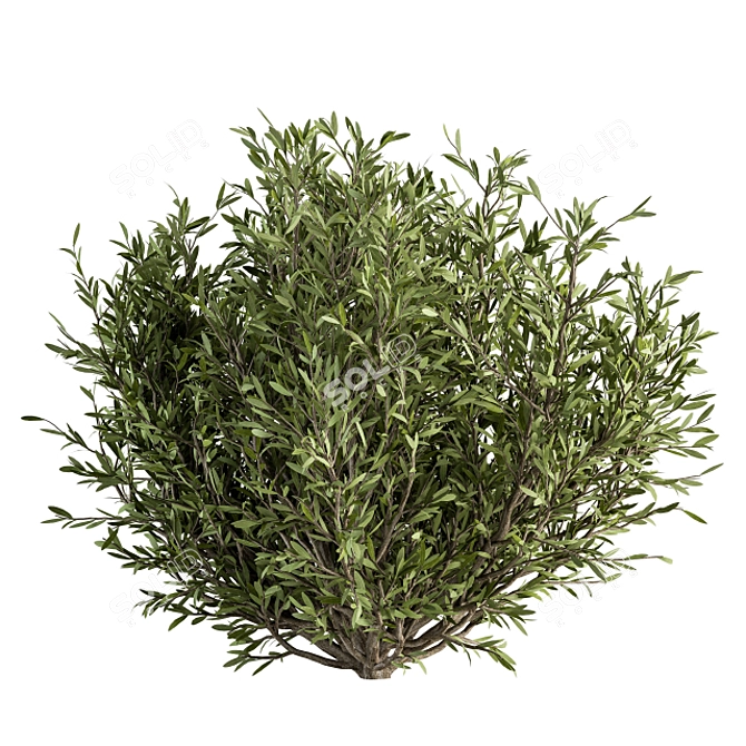 Nature's Shape Bush Set - Cube and Circle 3D model image 3