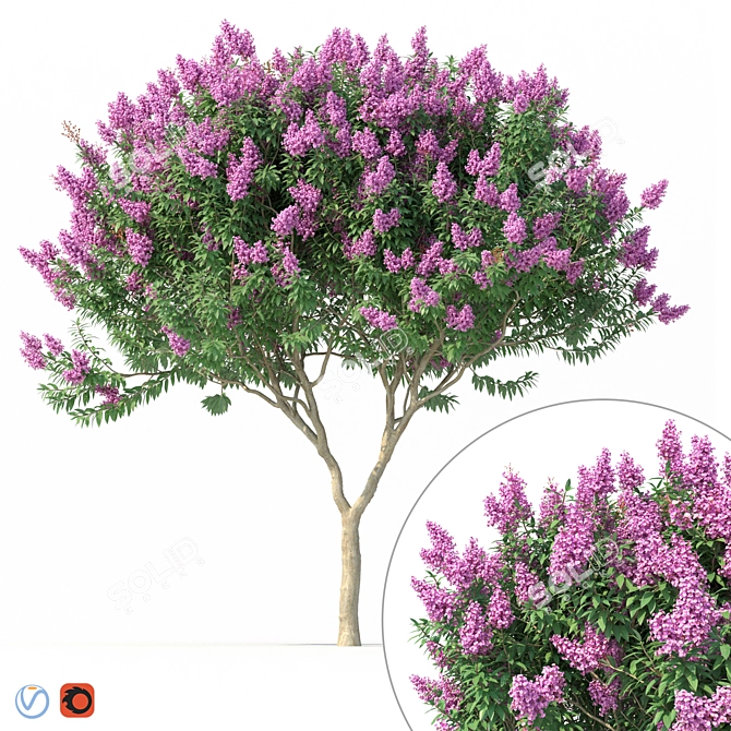 Lagerstroemia Flowering Tree Model 3D model image 1
