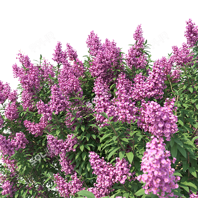 Lagerstroemia Flowering Tree Model 3D model image 2