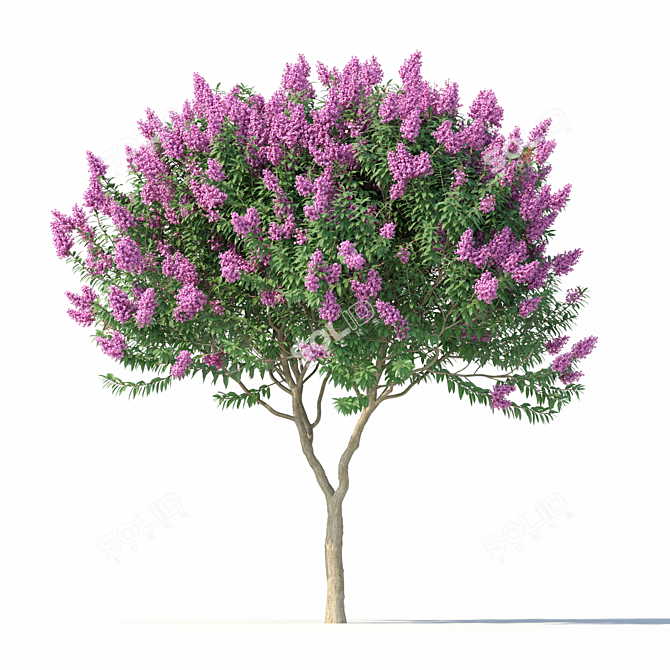 Lagerstroemia Flowering Tree Model 3D model image 3