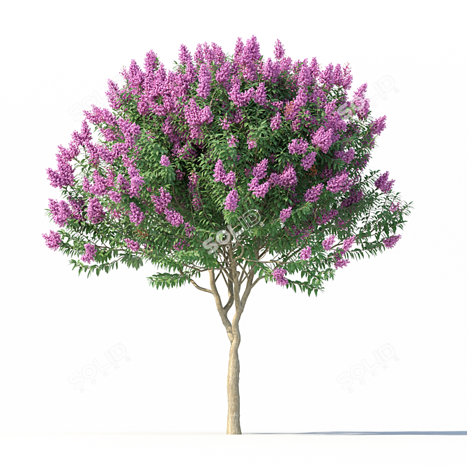 Lagerstroemia Flowering Tree Model 3D model image 4