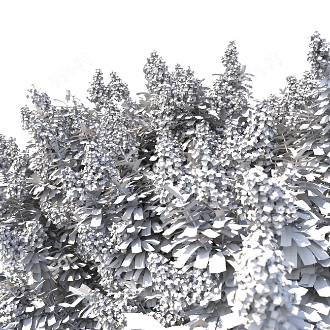 Lagerstroemia Flowering Tree Model 3D model image 6