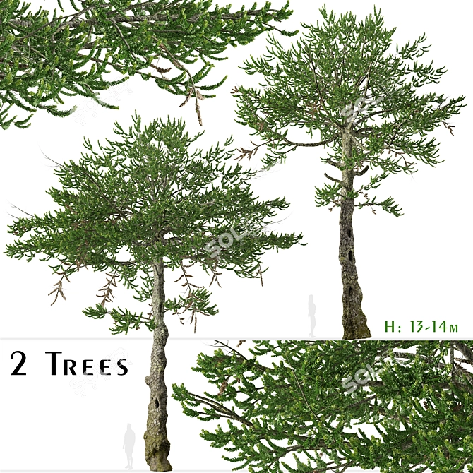 Monkey Puzzle Trees - Set of 2 3D model image 1