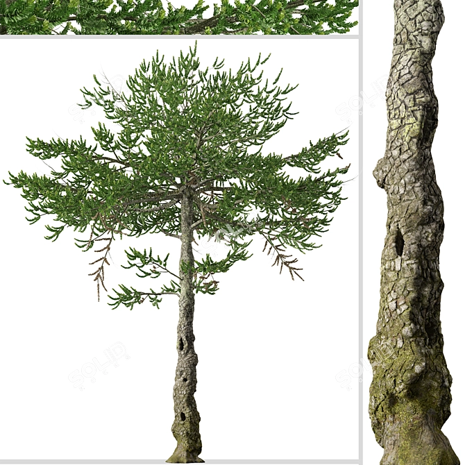 Monkey Puzzle Trees - Set of 2 3D model image 2