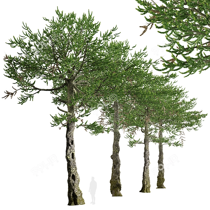 Monkey Puzzle Trees - Set of 2 3D model image 3