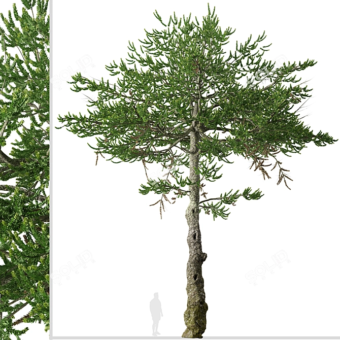 Monkey Puzzle Trees - Set of 2 3D model image 4