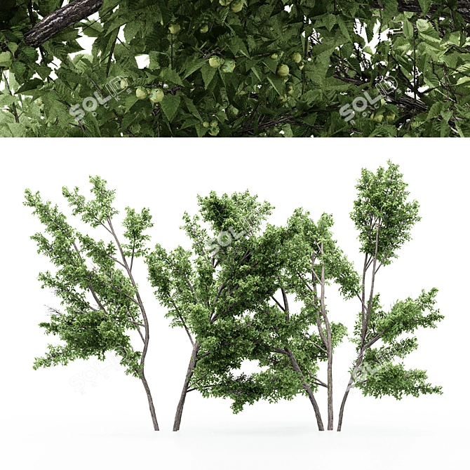 Unique Duo Hazel Trees: 4m & 3.7m 3D model image 1