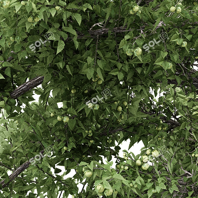 Unique Duo Hazel Trees: 4m & 3.7m 3D model image 2