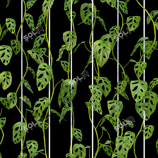 Monstera Adansonii 3D Model 3D model image 2