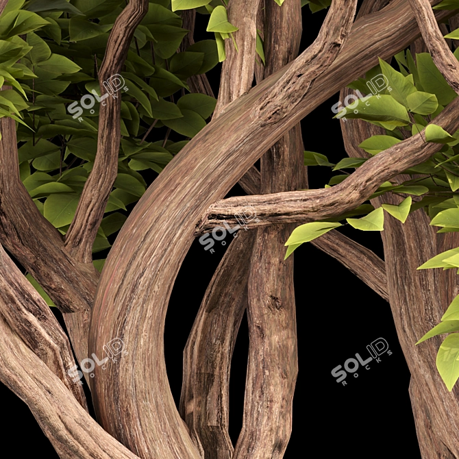 Australian Tree Collection: Vol. 29 3D model image 3