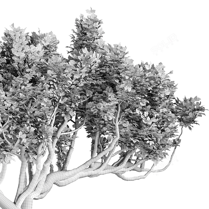 Australian Tree Collection: Vol. 29 3D model image 4