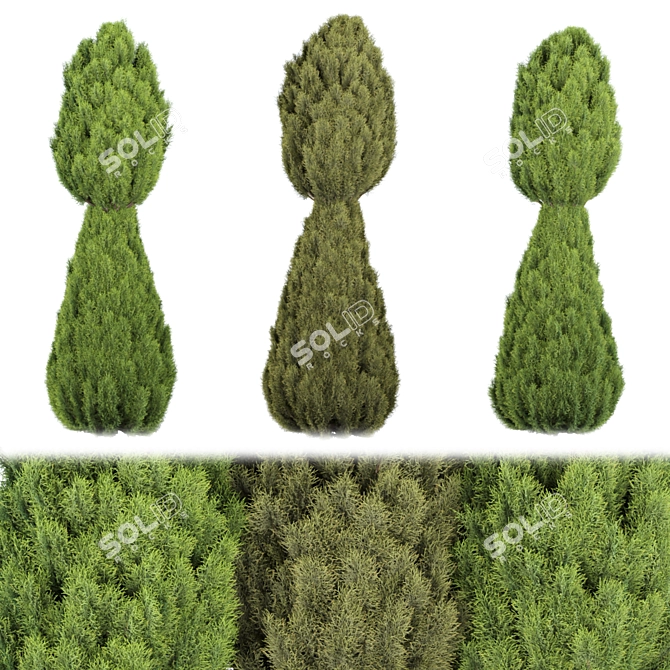 Premium Juniper Trees Collection - Vol. 30 3D model image 1