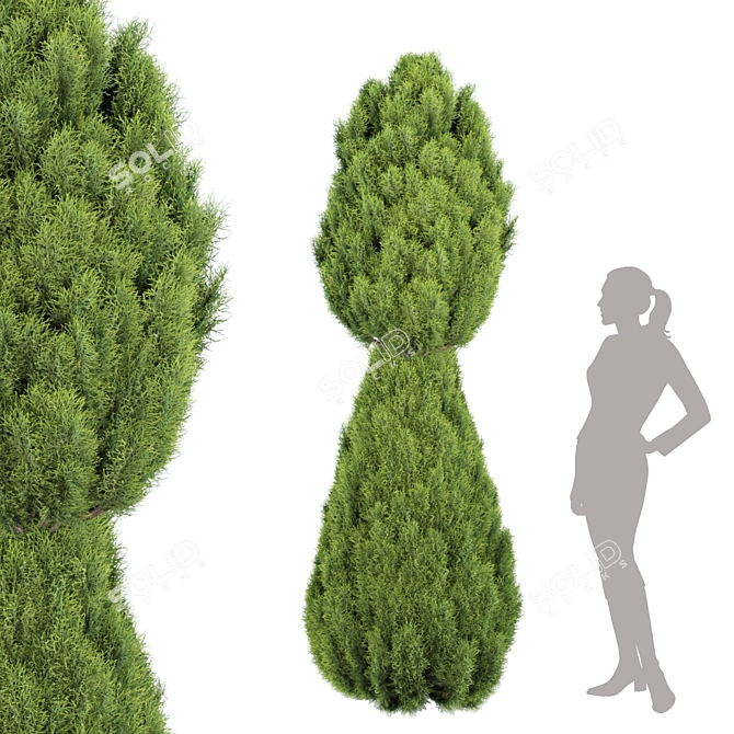 Premium Juniper Trees Collection - Vol. 30 3D model image 2