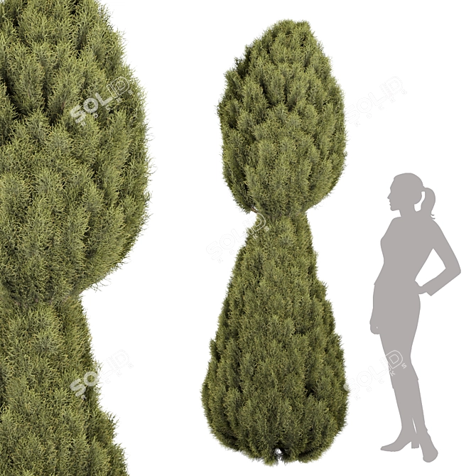 Premium Juniper Trees Collection - Vol. 30 3D model image 3