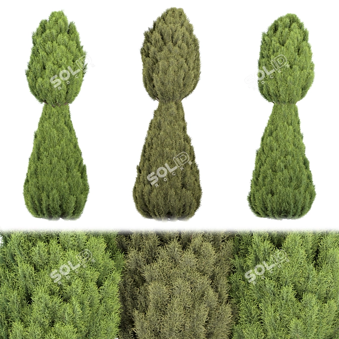 Premium Juniper Trees Collection - Vol. 30 3D model image 5