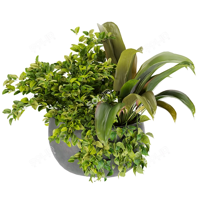 Indoor Houseplants Collection Vol 247 3D model image 2