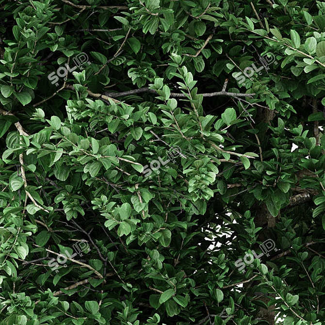 Variety of Carolina Buckthorn Trees 3D model image 2