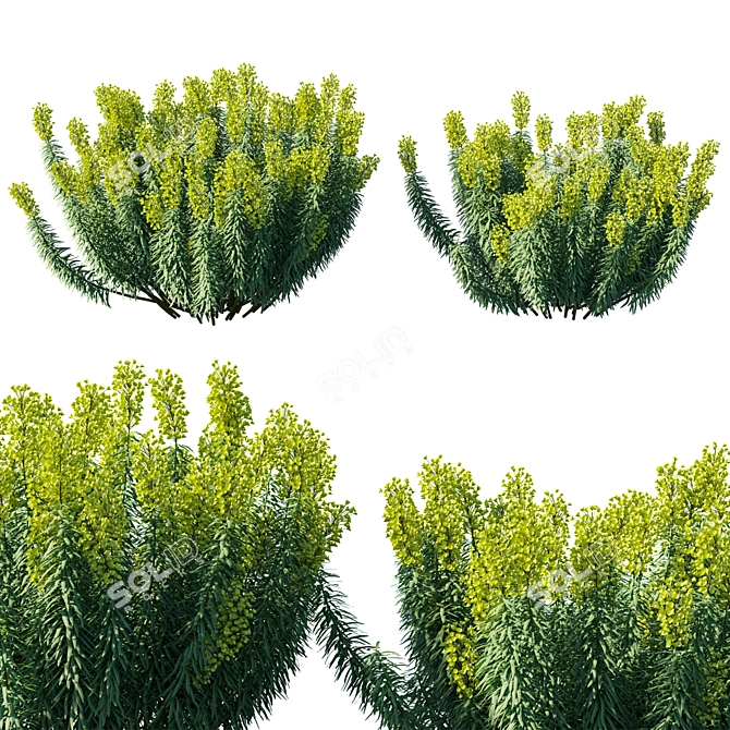 Mediterranean Spurge: Elegant 3D Model 3D model image 1