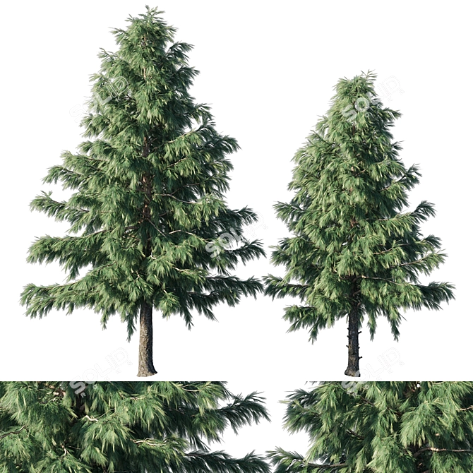 Cedrus Deodara 2013: 3D Max Modeling 3D model image 1