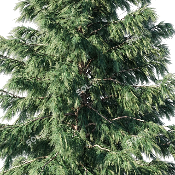Cedrus Deodara 2013: 3D Max Modeling 3D model image 2