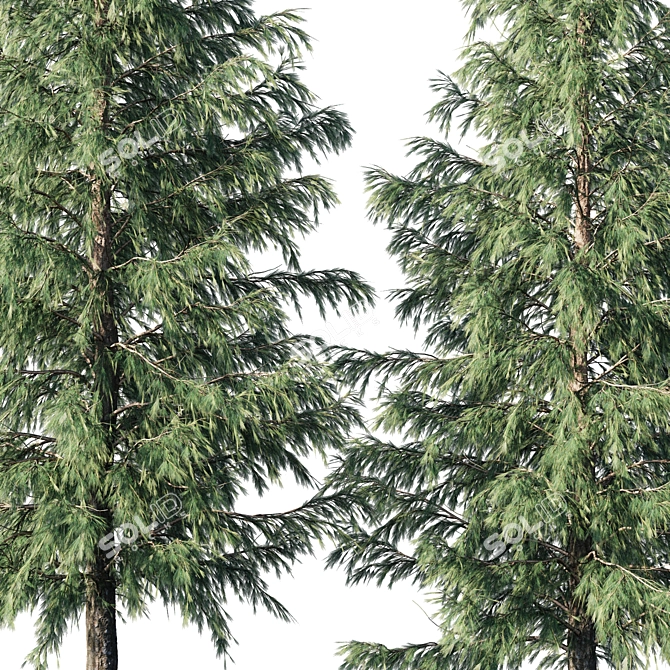 Cedrus Deodara 04 - High-Quality 3D Model 3D model image 2