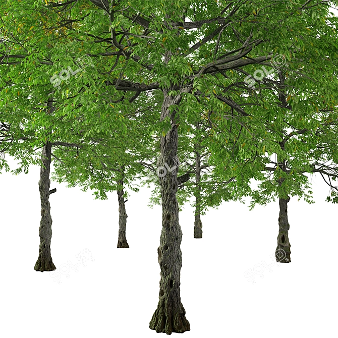 Rare Black Ash Tree Set (2 Trees) 3D model image 4