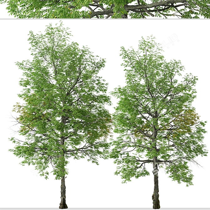 Rare Black Ash Tree Set (2 Trees) 3D model image 5