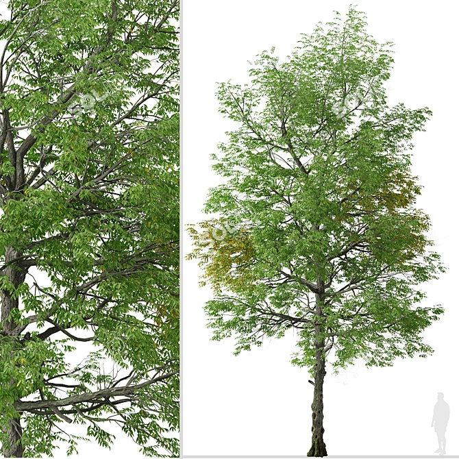 Rare Black Ash Tree Set (2 Trees) 3D model image 6
